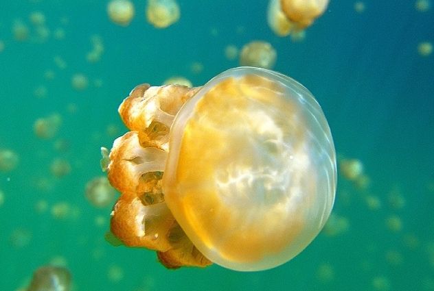 帕劳水母湖里的黄金水母去哪了,帕劳水母湖里的水母