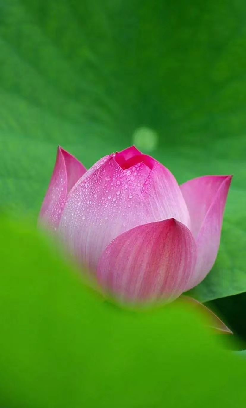 夏荷雅韵舞蹈,夏荷雅韵视频