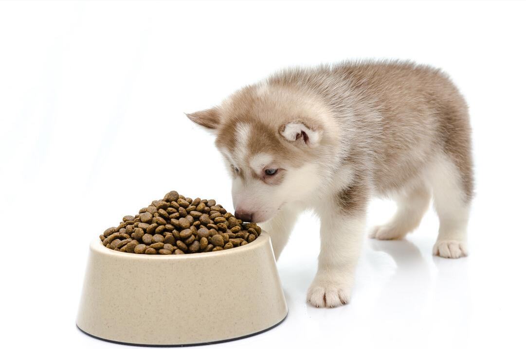 经常打狗狗会有这些后果,经常打狗狗好不好呀