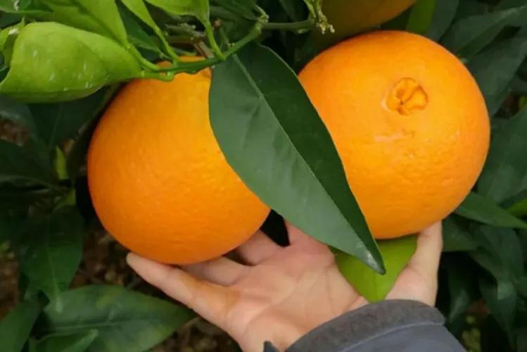 哪个地方出产的橙子最好吃,现在哪里的橙子最好吃