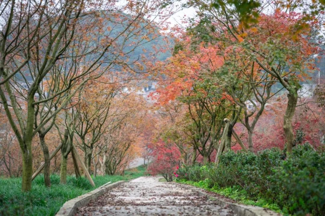 巴南又能耍又有吃的,重庆有什么美食巴南区
