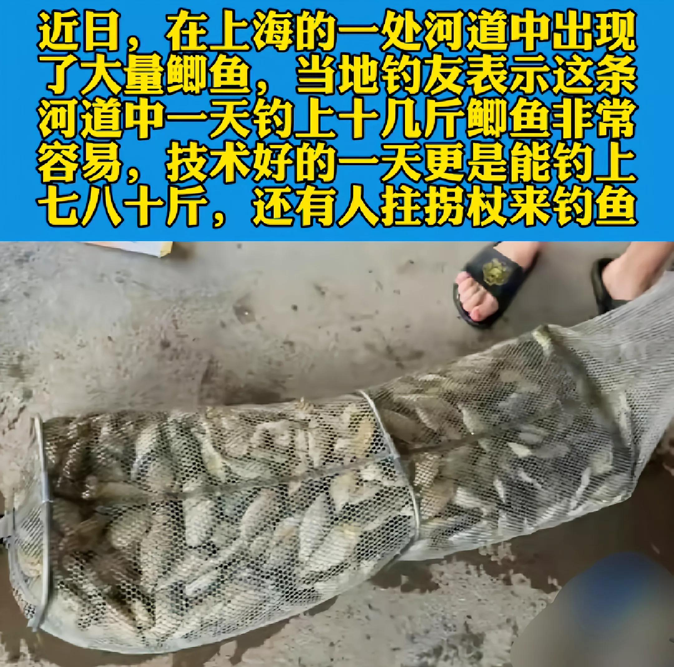 上海钓鲫鱼,一天钓几十斤鲤鱼咋办