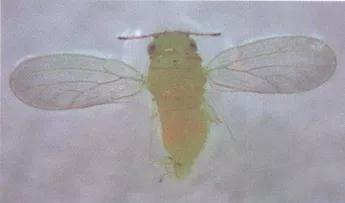 桉木虱防治效果,桉木虱危害部位