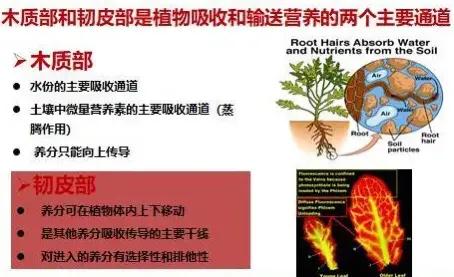 什么糖醇钙肥最好,糖醇钙和钙肥水溶肥有什么区别