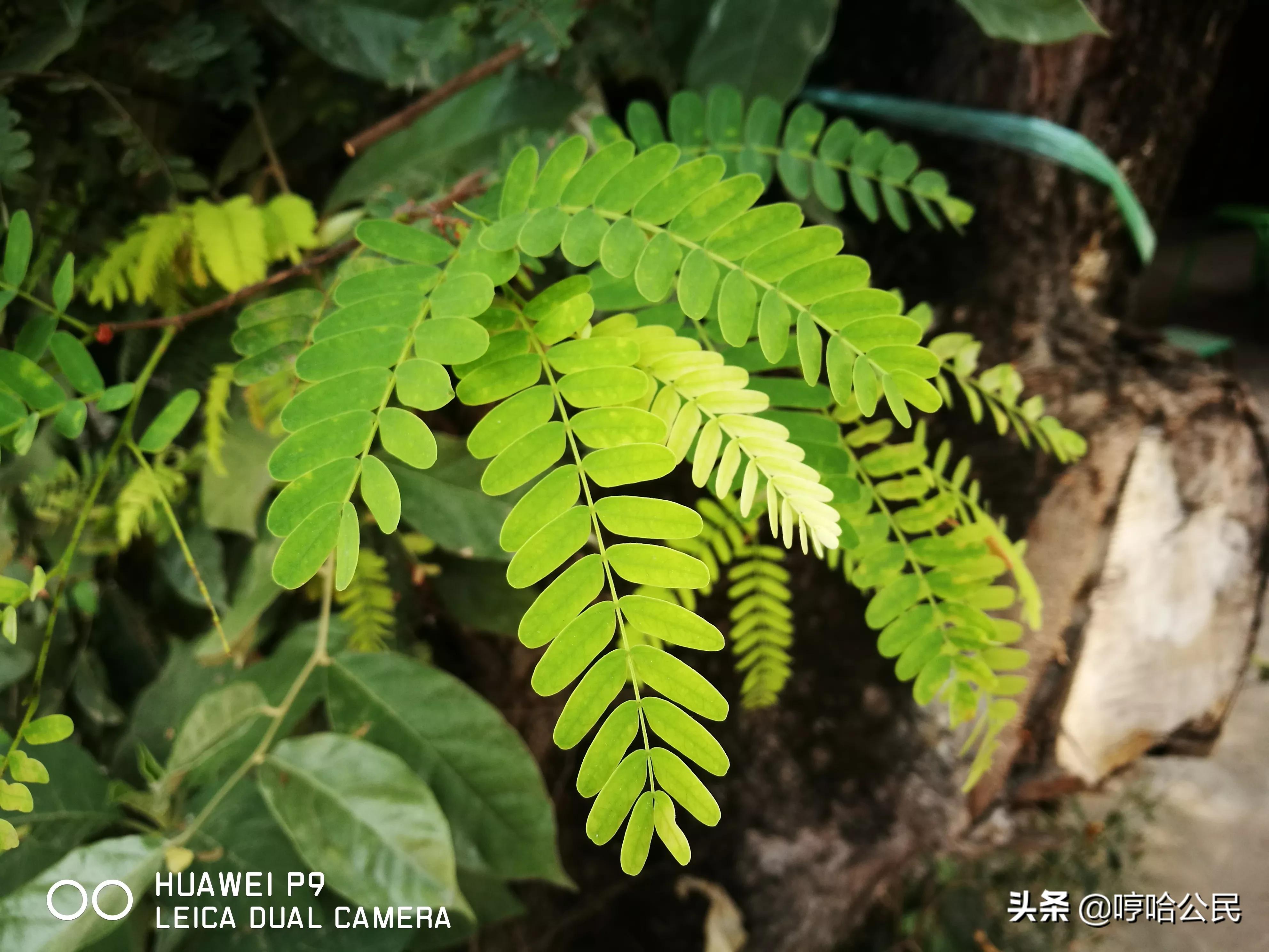 华为p9现在还值得入手吗,华为p9系列历代