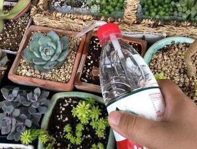 出差多肉怎么防雨,夏天要出门40天家里多肉该怎么办