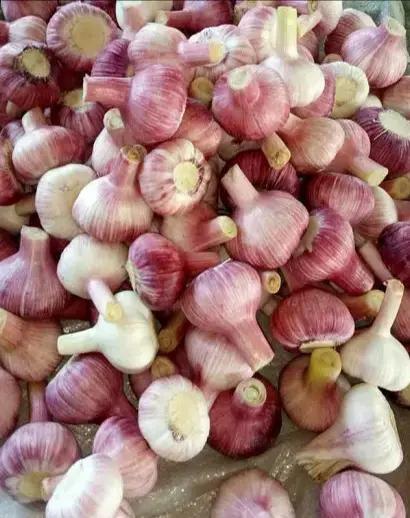 大蒜地蛆最佳防治时间,大蒜疫病图及防治方法