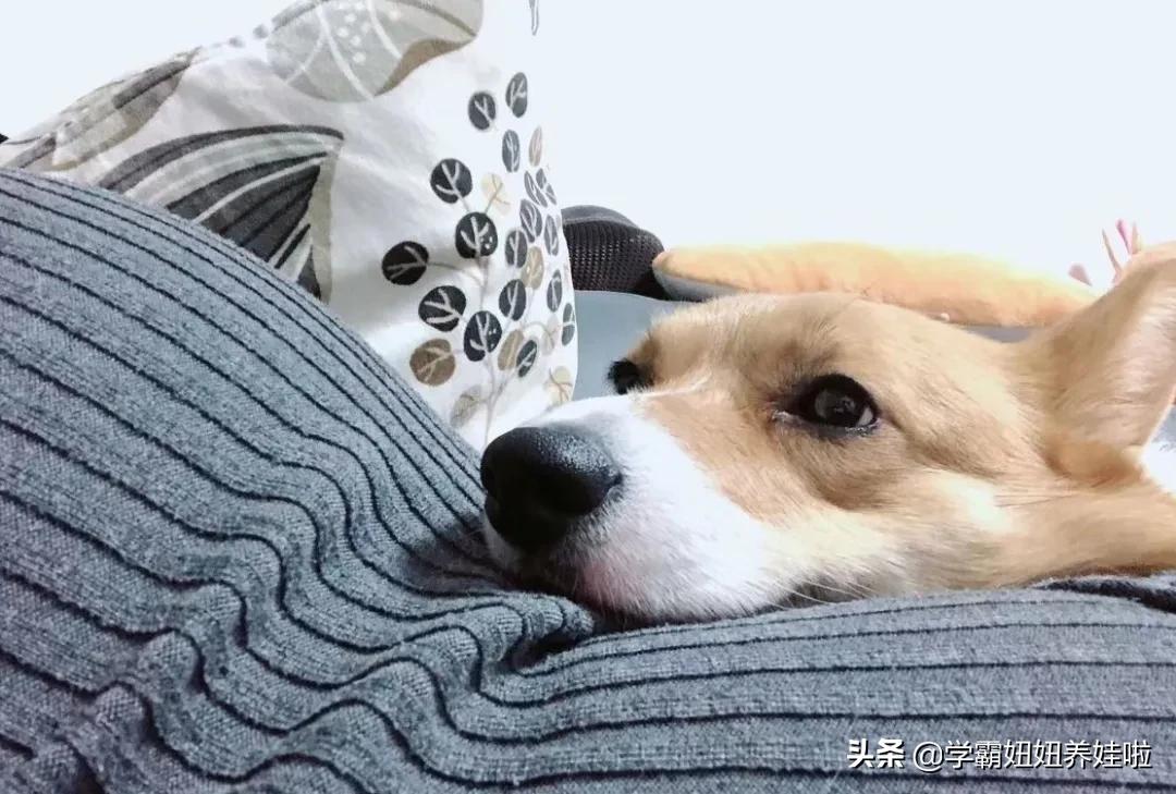 孕妇几个月就不怕得弓形虫了,孕期养宠物要做几次弓形虫检查