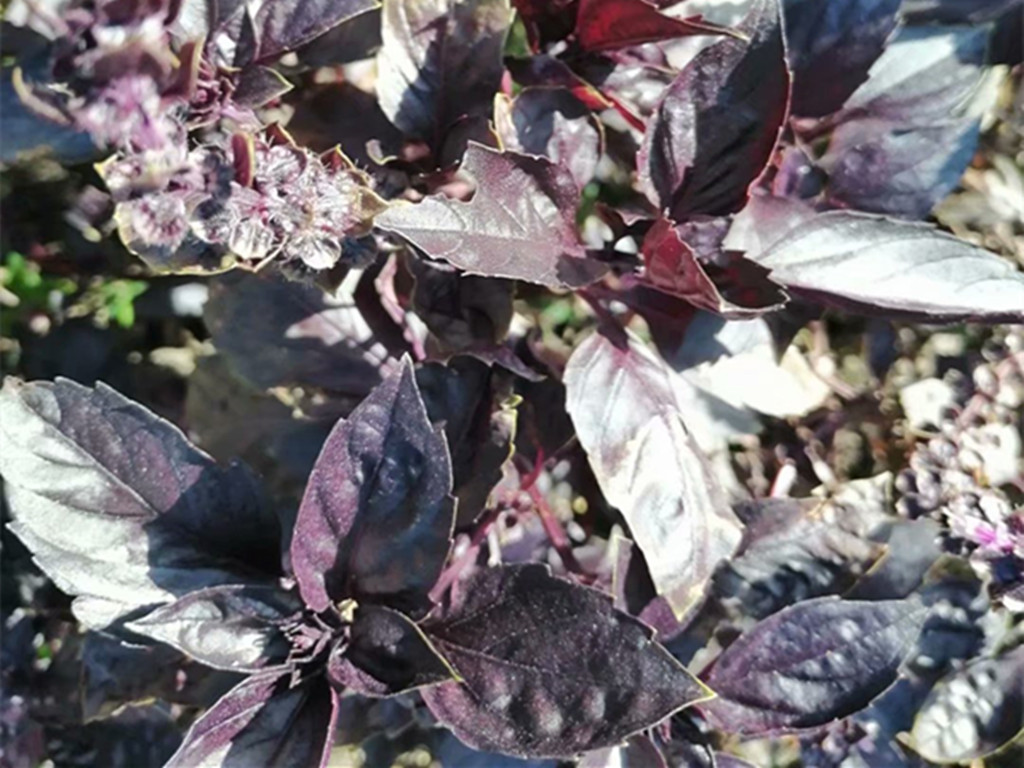 能驱蚊的盆栽,可以驱蚊的盆栽可靠吗