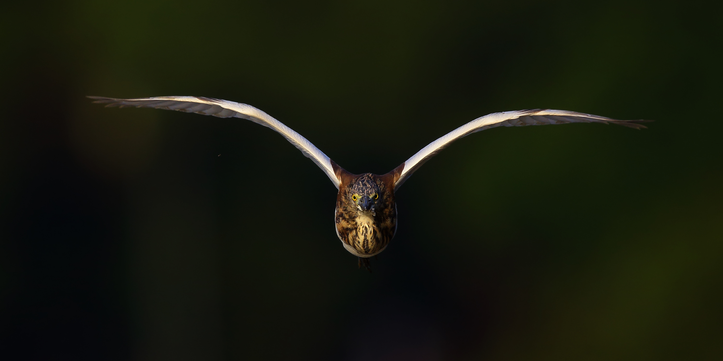 高清专业级拍鸟摄影机,顶级相机拍鸟