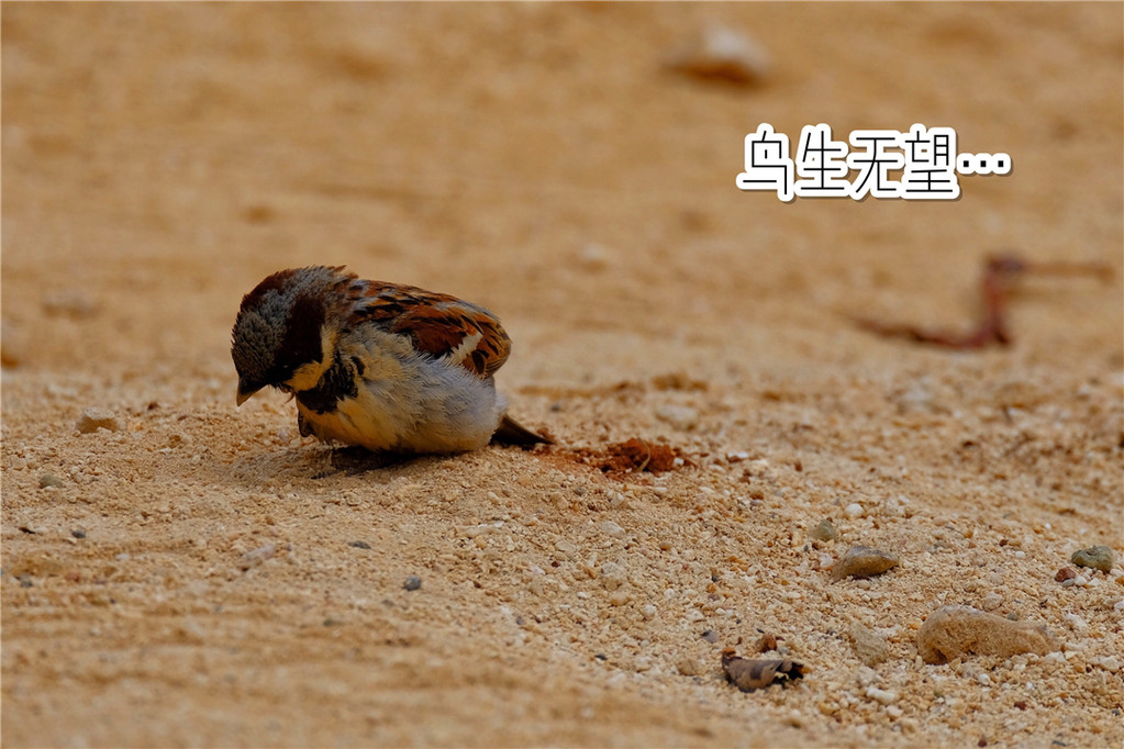 毛里求斯陈小春,毛里求斯马克吐温