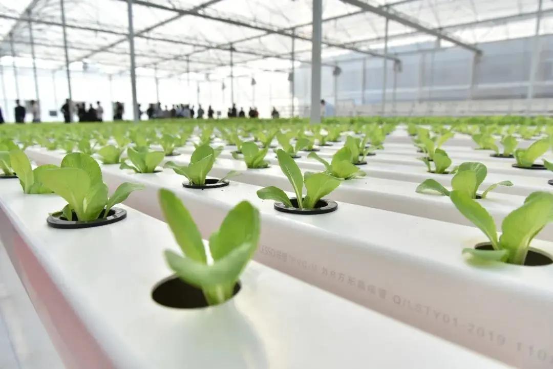 央视直播中国联塑,联塑央视网