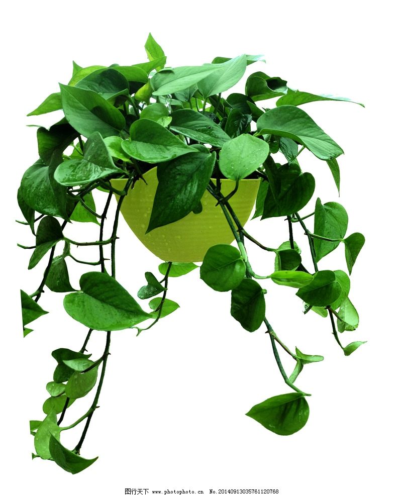 去除家具甲醛的植物,去除甲醛的植物花卉有哪些