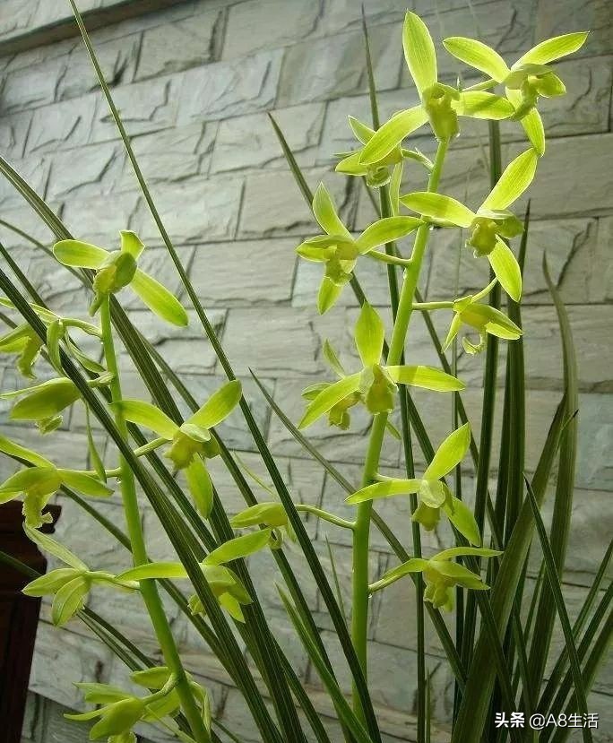 兰花蕙兰十大名品,蕙兰名品大全欣赏