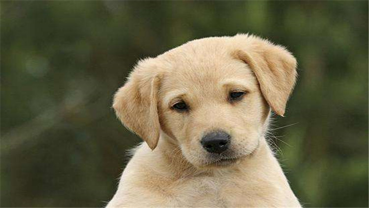 怎么判断小拉拉是纯种的,纯种拉拉和非纯种拉拉的区别