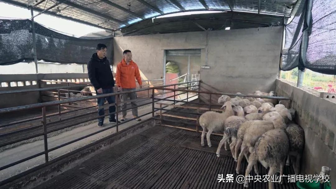 【田间示范秀】连年亏损的羊场，如何在短时间内完成逆袭？