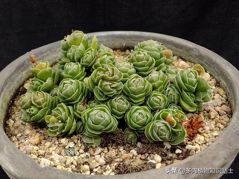 青锁龙属多肉养殖方法,青锁龙的养殖方法和注意事项