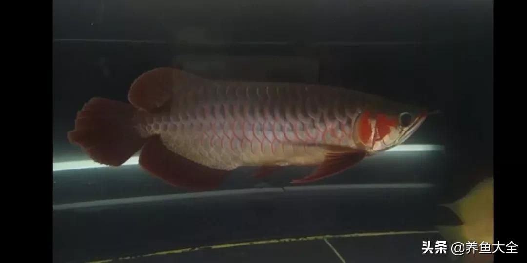 为什么龙鱼鳞片会被灯光烤黑,龙鱼混养红龙发色
