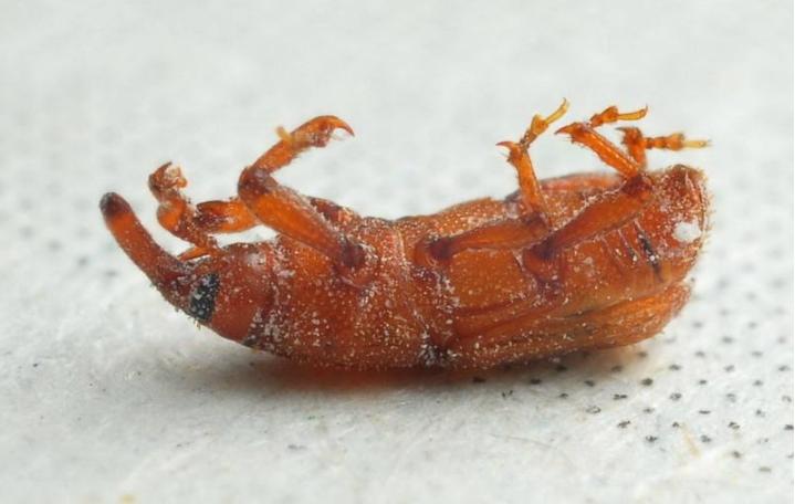 米罐里面有很多虫子,米罐里的虫子怎么去除