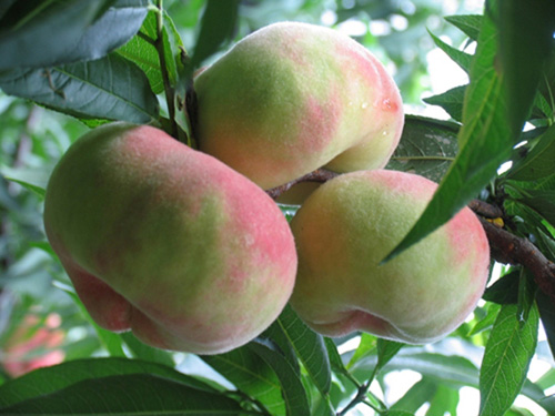 蟠桃怎么种植用桃核,蟠桃的种植方法和管理技术