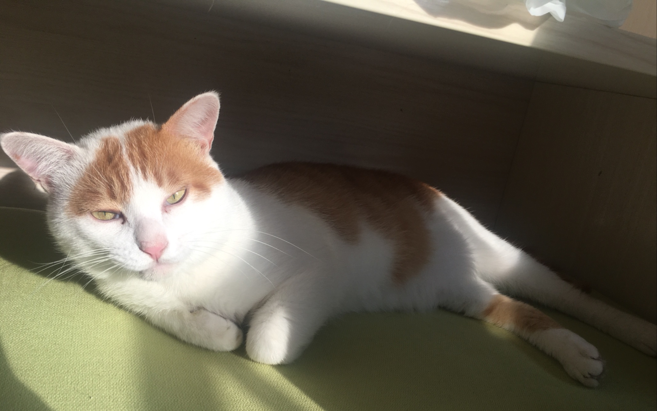 养猫技巧猫咪生活小常识猫咪饮食,如何让猫咪作息时间跟铲屎官一致