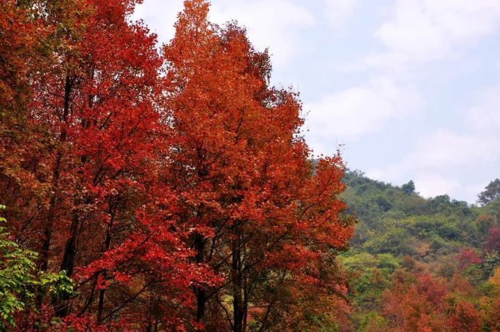娓呰繙杩炲窞绾㈡灚,杩炲窞楂樺北绾㈡灚