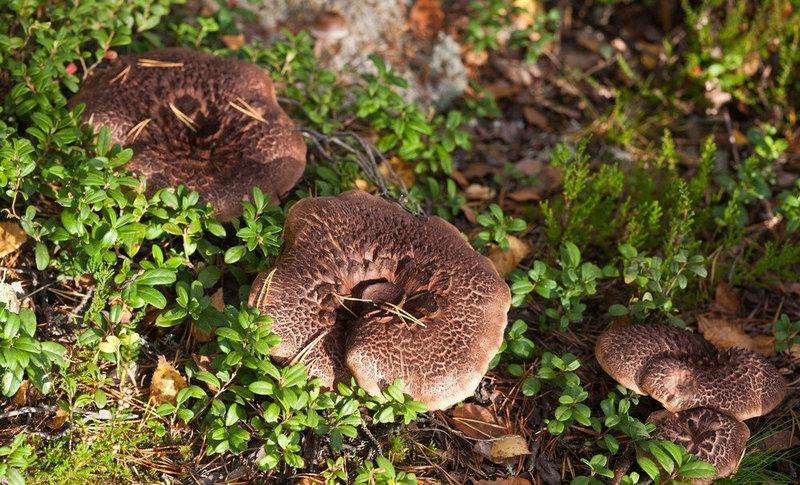 十大名贵山珍排行榜,十大名贵的菜有哪些