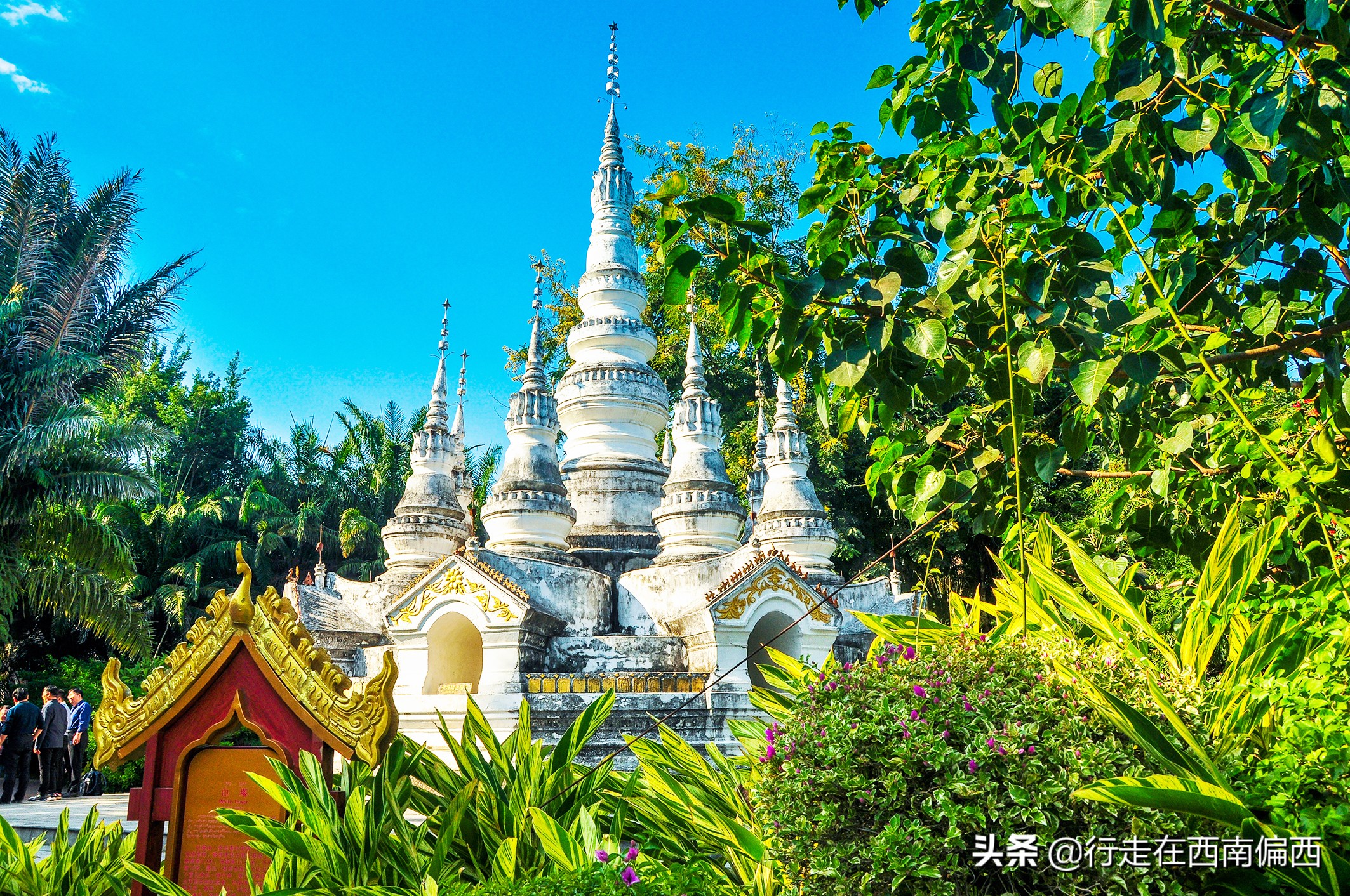 西双版纳五树六花景点,西双版纳都有哪些开花的树