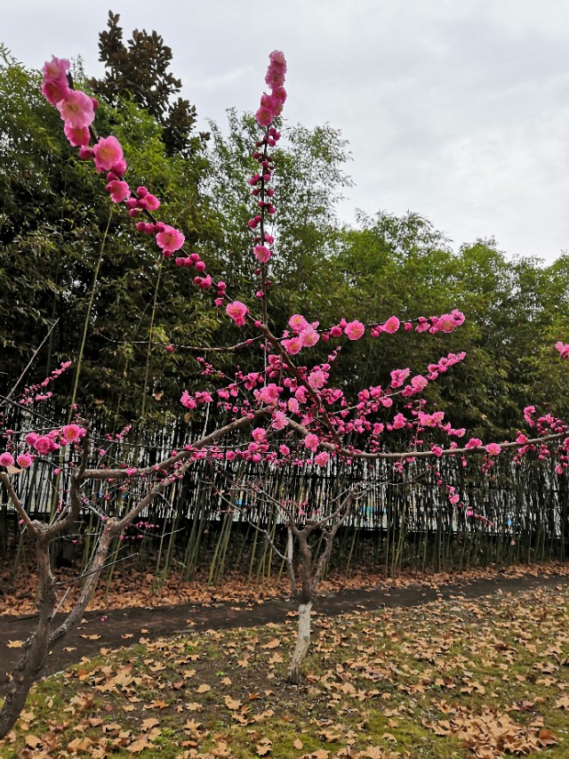 疫情时期的奇怪现象,疫情期间奇怪天气现象