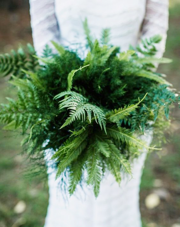 蕨类植物生物知识点有哪些,蕨类植物百科知识