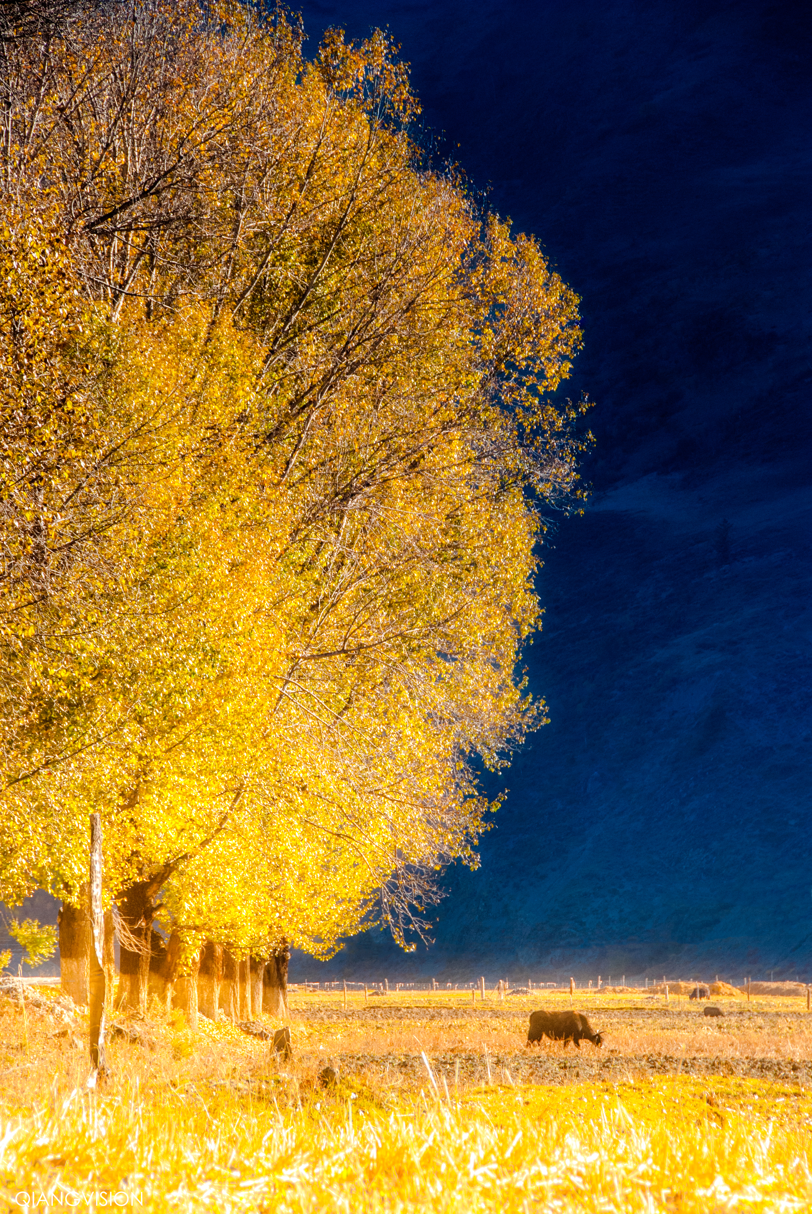 川西赏秋什么时间最好,推荐全球十大最佳赏秋胜地