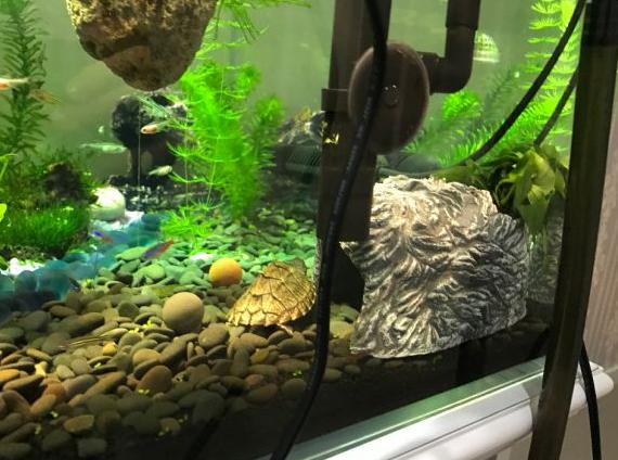 新手养龟泥龟推荐品种,麝香蛋龟是水龟还是半水龟好养些