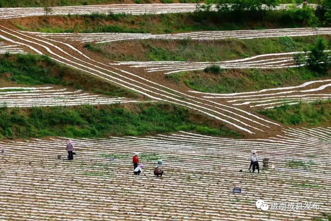 红川镇:在田间地头检验学习成效