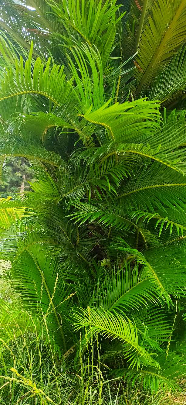 铁树分公铁树母铁树吗,铁树有雄铁树和雌铁树