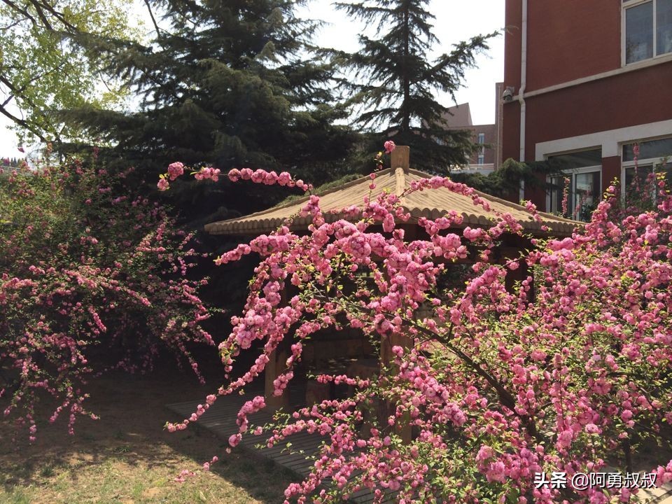 大连全国百强国际学校,大连第二十四中学全国排名