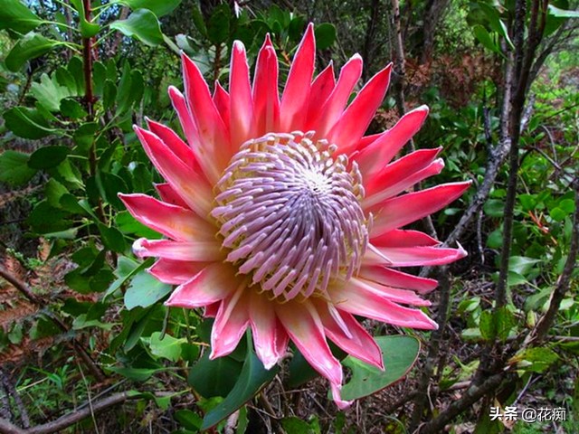 什么花开得好看又好养,开花非常好看且又好养