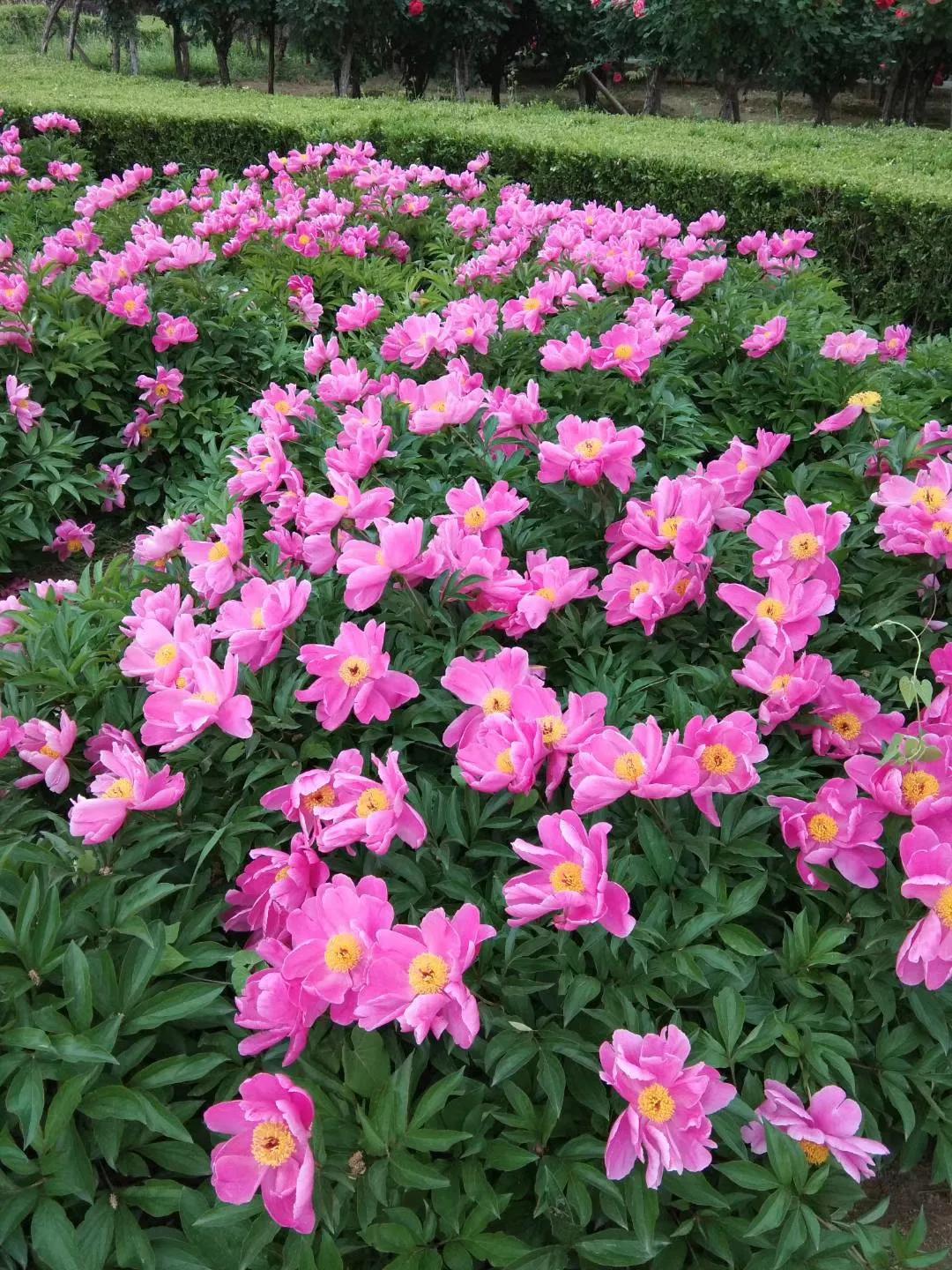 女人50岁生日祝福,50岁生日该怎么说