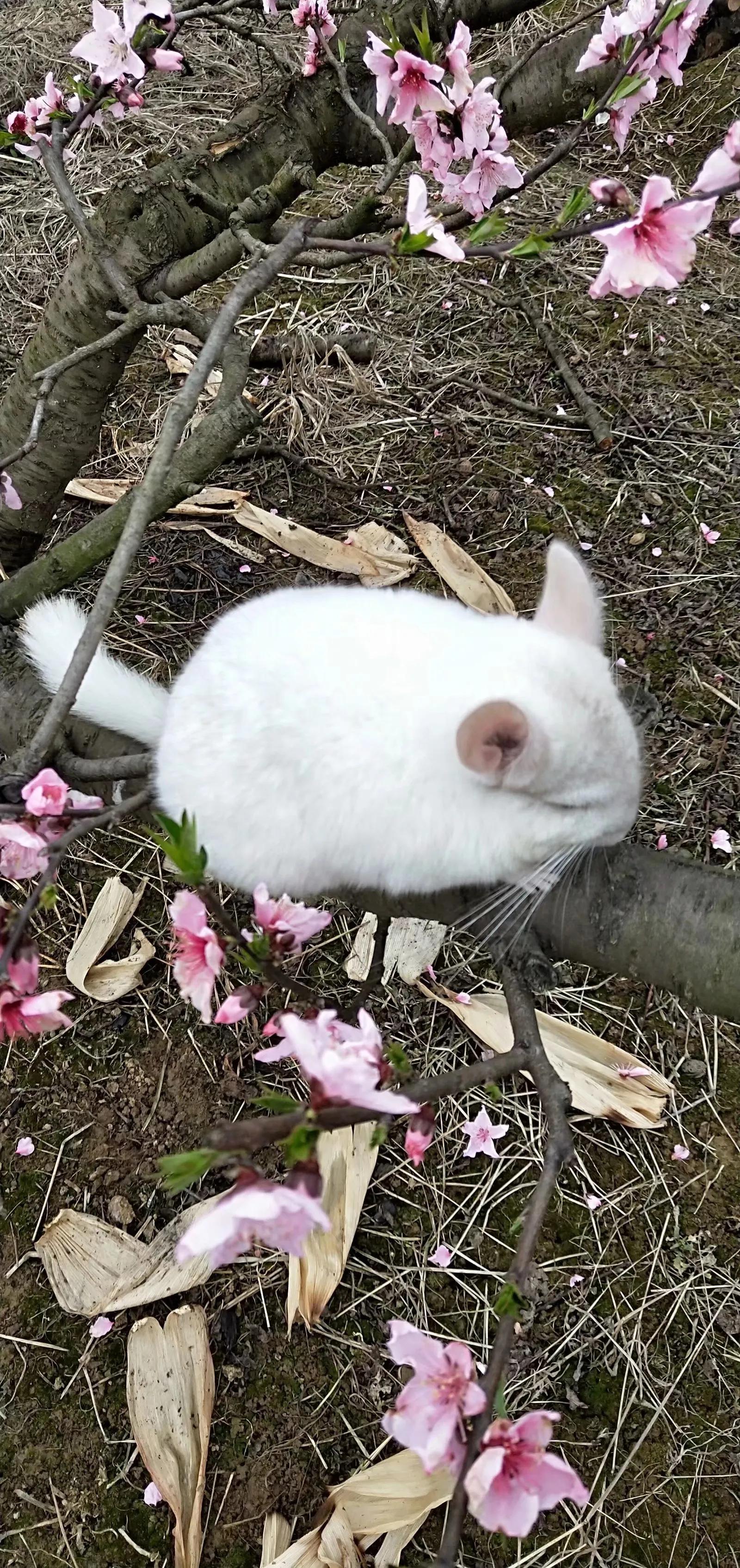 宫崎骏的龙猫为什么会成为经典,宫崎骏龙猫可爱片段