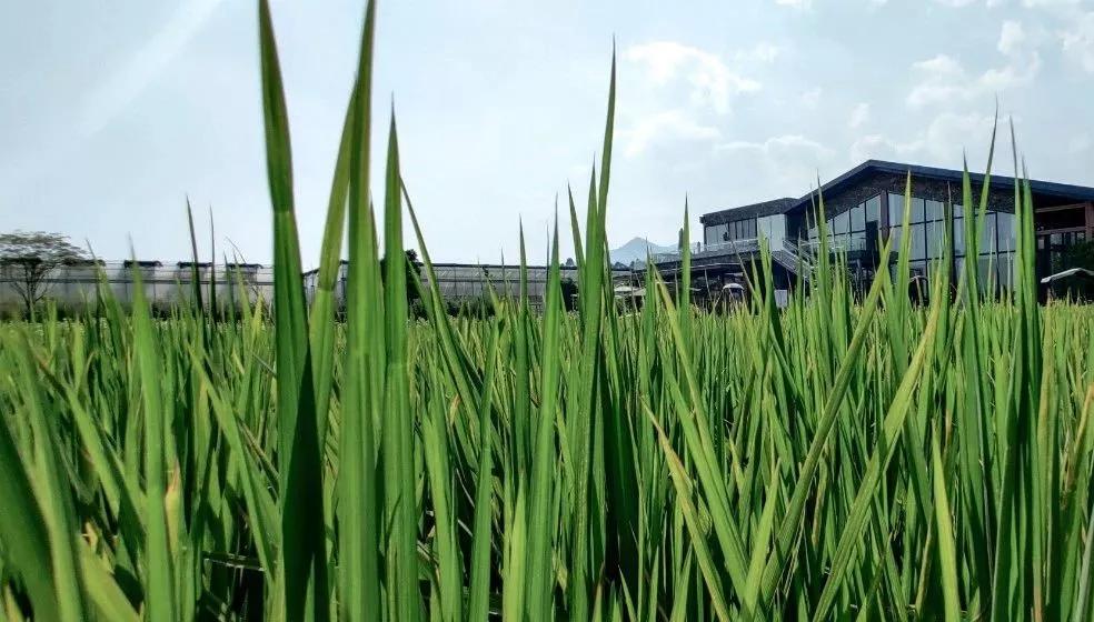 农业种植如何设计项目融资,个人投资农业项目怎么起步