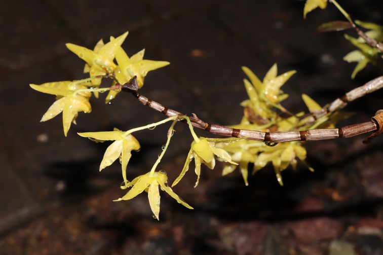 铁皮枫斗好坏怎样辨别,如何鉴别铁皮枫斗