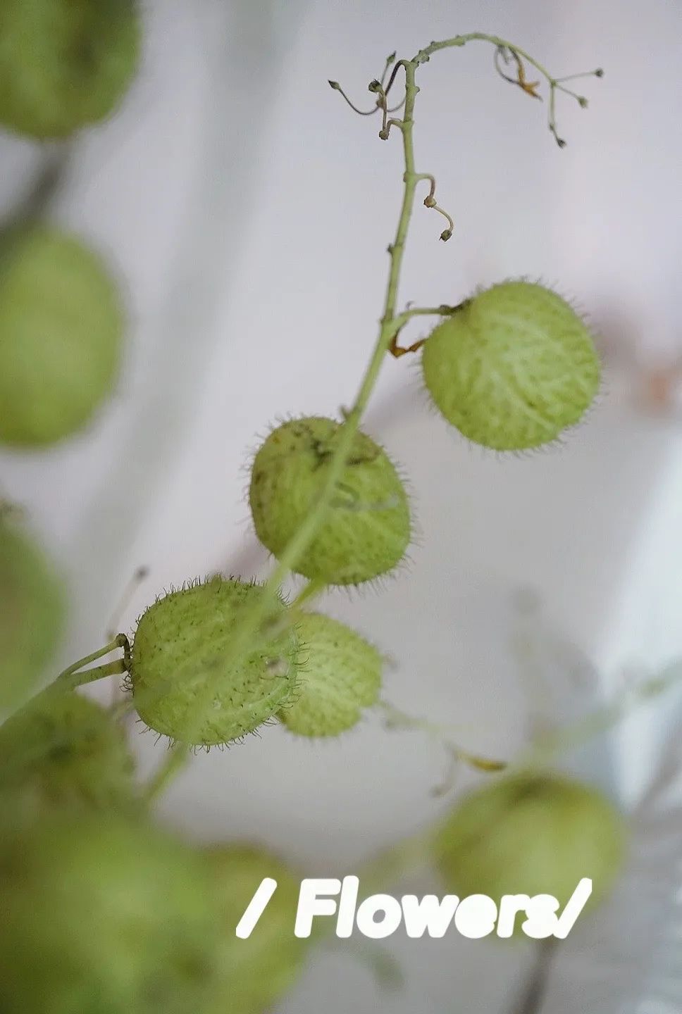 家里要有氛围感什么花比较好,家里高级的花