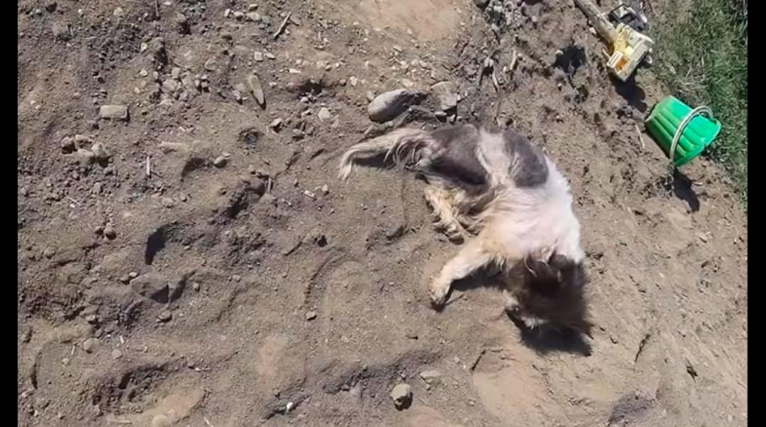 狗狗被遗弃后哭着追主人车,遗弃狗狗导致狗狗被车撞