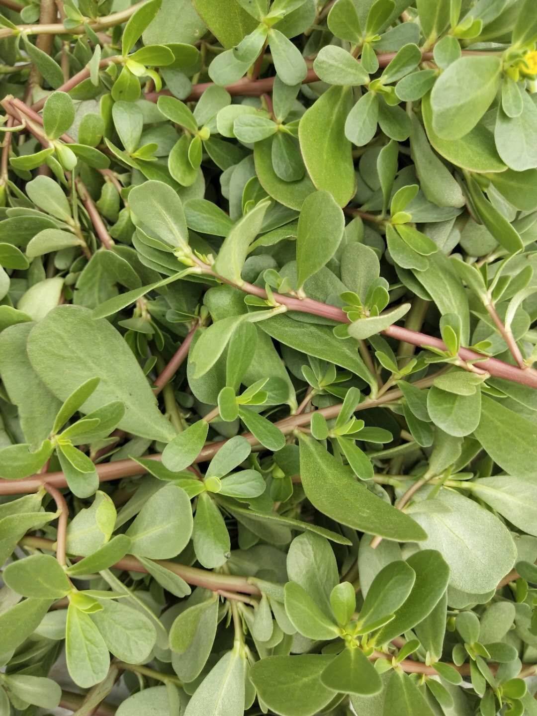 农村有一物是痔疮的克星,治痔疮的野菜有哪些