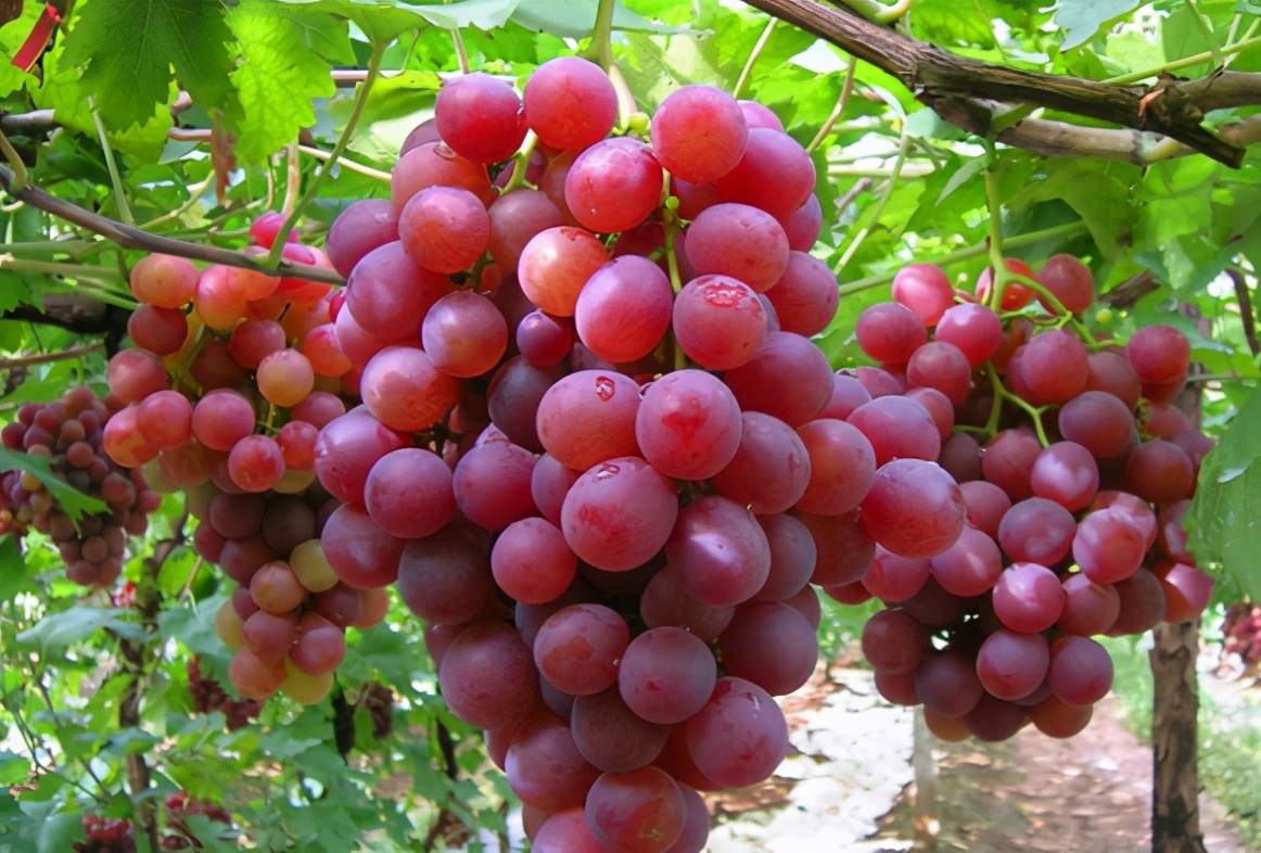 长寿的新疆人喜欢吃什么,中国新疆最长寿老人有何生活特点