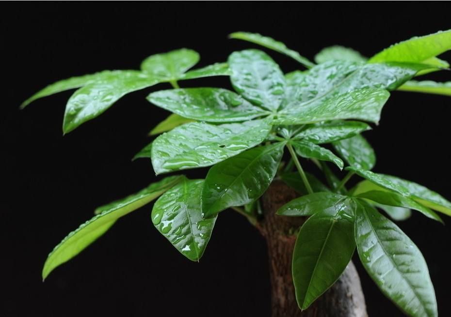 发财树叶片变黄怎么回事,发财树叶片发黄什么原因