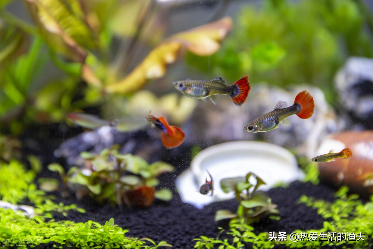 家里养的鱼蹭缸怎么办？