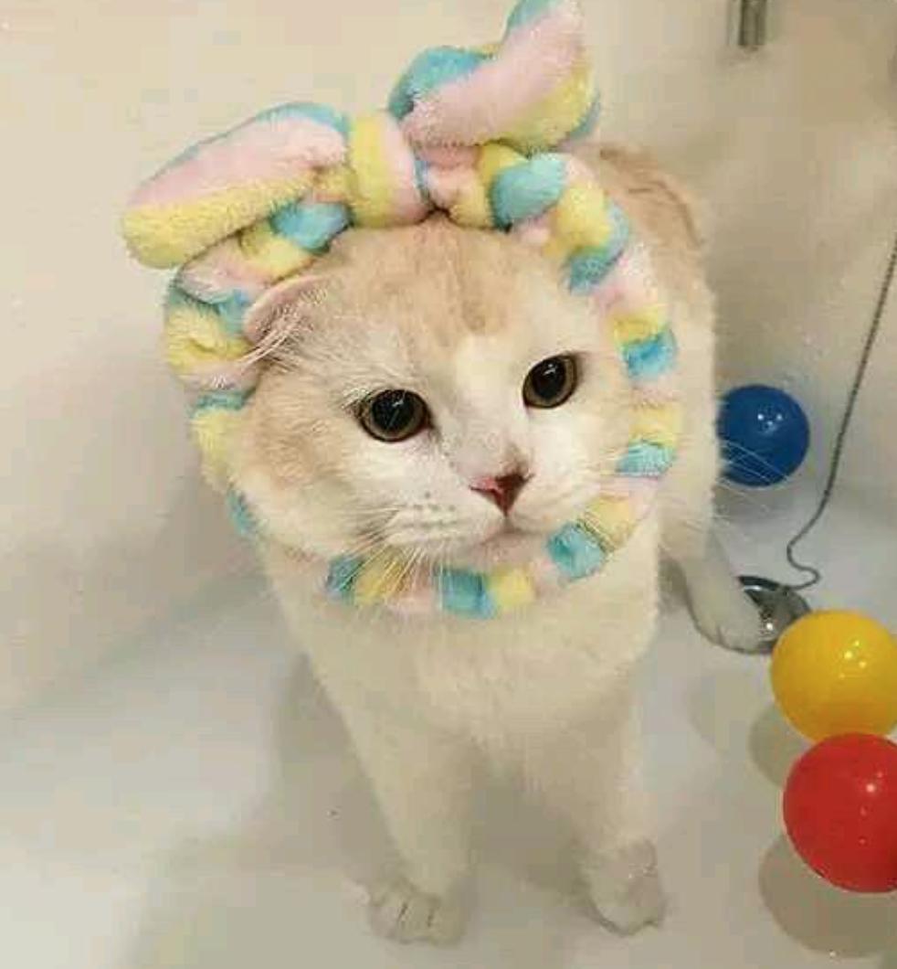 猫咪耳朵不能进水不能顺便乱洗澡,猫咪洗澡耳朵进水了怎么办