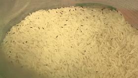 大米生虫子还能吃吗,大米生虫子还能炒吗