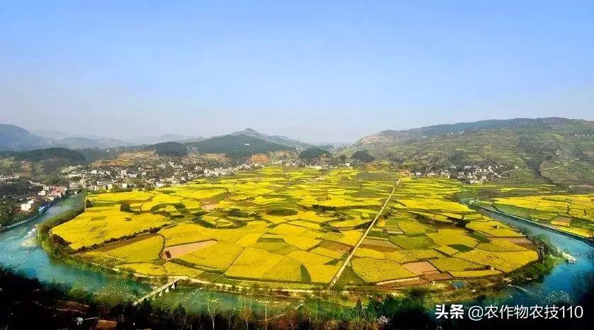 谁说农业不赚钱?!一亩收益60万,试过这3个新玩法的菜农赚嗨了