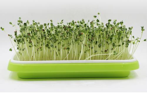 豆芽不用买,豆芽菜不带芽能不能吃